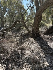 Acacia stenophylla, photograph (c) Thomas Mesaglio, some rights reserved (CC BY)