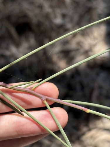 Acacia stenophylla, photograph 4