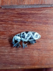 Ileomus distinguendus