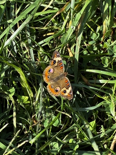 Common Buckeye