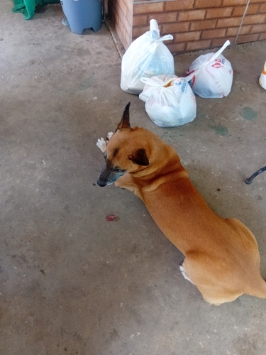 Domestic Dog