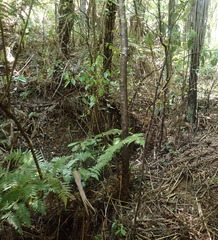 Geniostoma ligustrifolium ligustrifolium