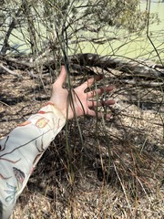 Acacia stenophylla, photograph (c) Thomas Mesaglio, some rights reserved (CC BY)