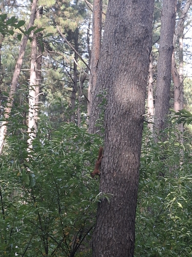 Eurasian Red Squirrel