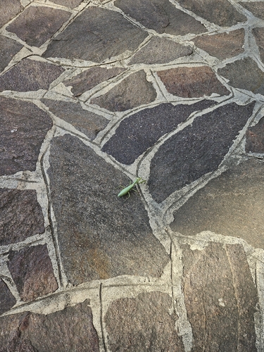 Transcaucasian Giant Mantis