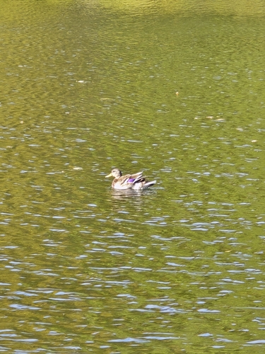Mallard