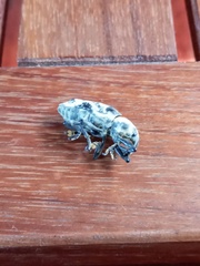 Ileomus distinguendus