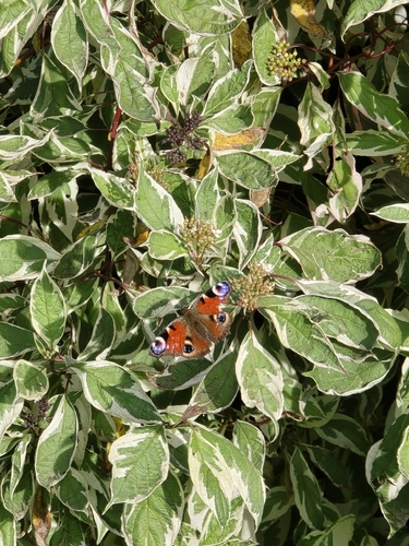European Peacock Butterfly