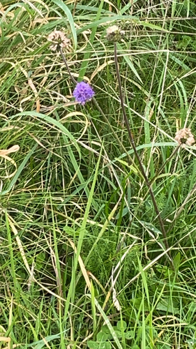 Devil's-bit Scabious