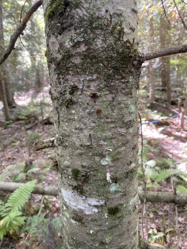 balsam fir