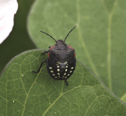 Southern Green Stink Bug