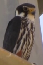 Eurasian Hobby