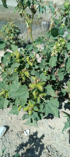 rough cocklebur