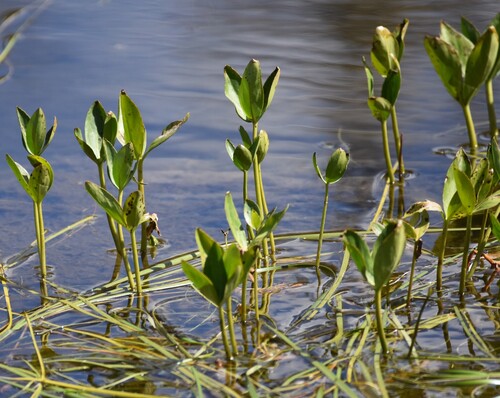Bogbean