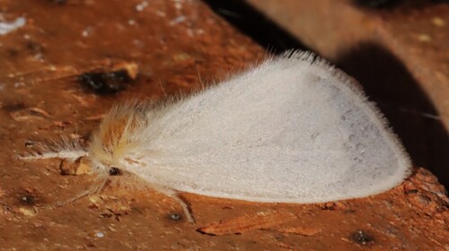Acyphas chionitis