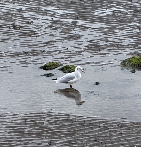 Black-headed Gull