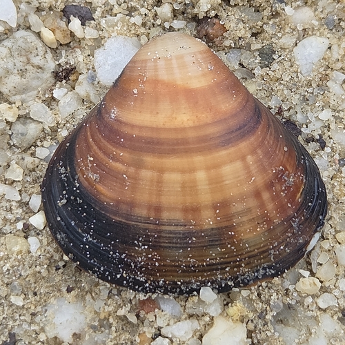 Tivela mactroides observed 2026-09-24
