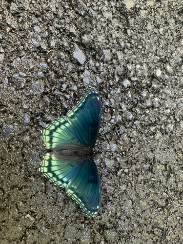 Red-spotted Admiral