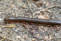 Narceus americanus