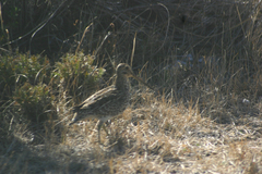 Gallinago magellanica