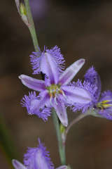 Thysanotus baueri