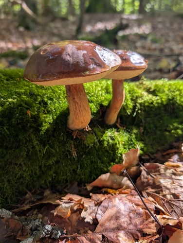Bay Bolete