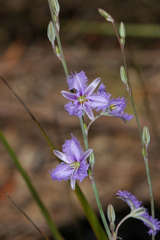 Thysanotus baueri