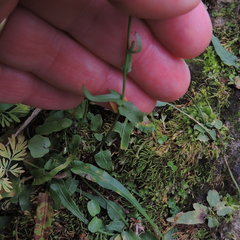 Cardamine douglassii