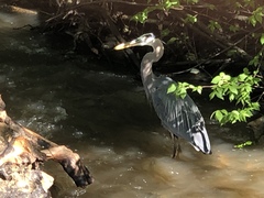 Ardea herodias