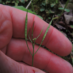 Cardamine douglassii