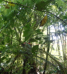 Coprosma macrocarpa minor