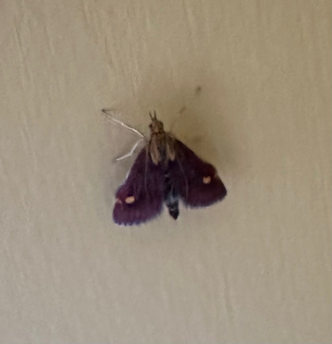 Mint Moth