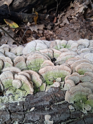violet-toothed polypore