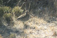 Gallinago magellanica