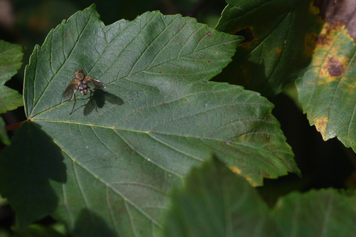Dexiosoma caninum