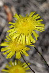 Podolepis rugata rugata