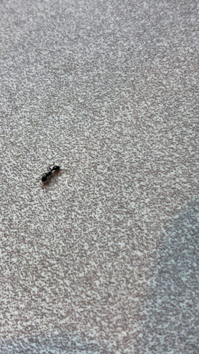 Immigrant Pavement Ant