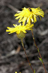 Podolepis rugata rugata