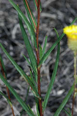 Podolepis rugata rugata