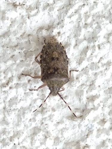 Mottled Stink Bug