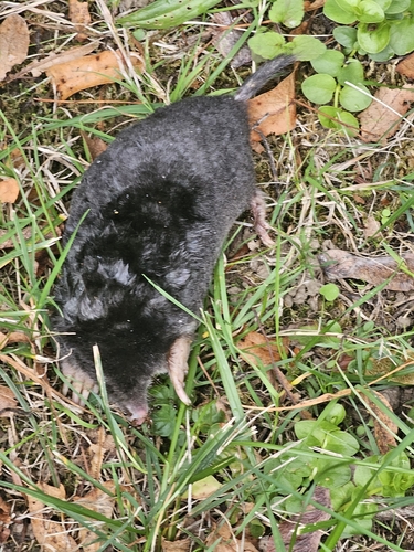 European Mole