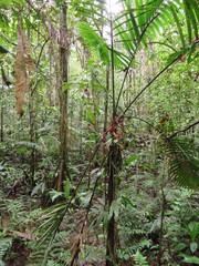 Prestoea schultzeana