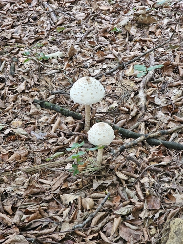 Parasol