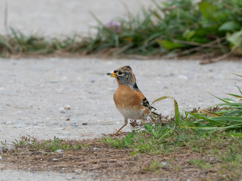 Brambling