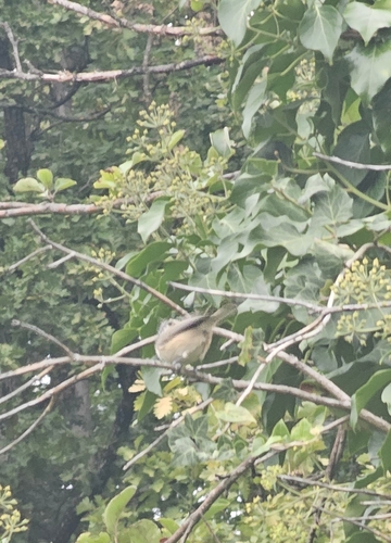 Crested Tit