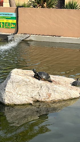 Pond Slider