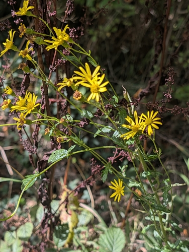 Jacobaea erucifolia, photograph 5