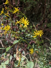 Jacobaea erucifolia, photograph author not stated, no rights reserved