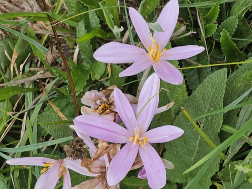 Autumn Crocus