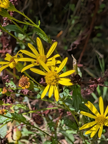 Jacobaea erucifolia, photograph 6